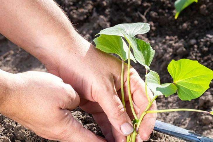 Лучший период для работ с почвой: какие овощные культуры посадить в мае