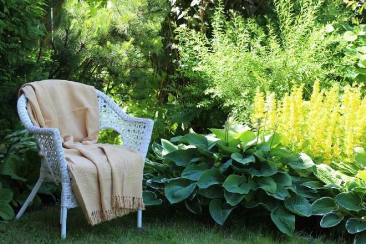 Как вырастить тенистый цветущий сад: советы и ошибки, которых надо избегать