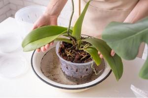 Сахарная вода для орхидей: пышное цветение и больше никаких вялых листьев