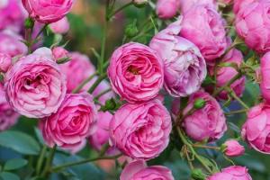Что такое миниатюрные розы и как вырастить маленьких красавиц: советы цветоводам
