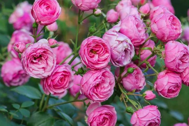 Что такое миниатюрные розы и как вырастить маленьких красавиц: советы цветоводам