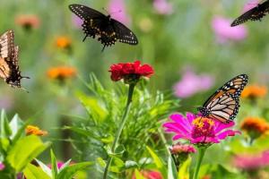 Как привлечь бабочек на участок и зачем вообще это нужно: советы по созданию благоприятной среды