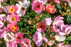 Что такое розы сорта Нокаут и почему стоит их вырастить в своем саду (и как это правильно делать)