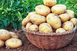 Обеспечат большой урожай и быстрый рост: чем подкормить картофель летом