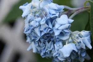 Как спасти поникшую гортензию: простые хитрости, которые помогут вернуть цветы к жизни