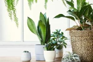 Они не только очищают воздух: какую пользу человеку могут принести комнатные растения