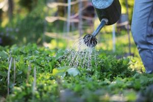 Наш сад и огород: как помочь растениям пережить жару
