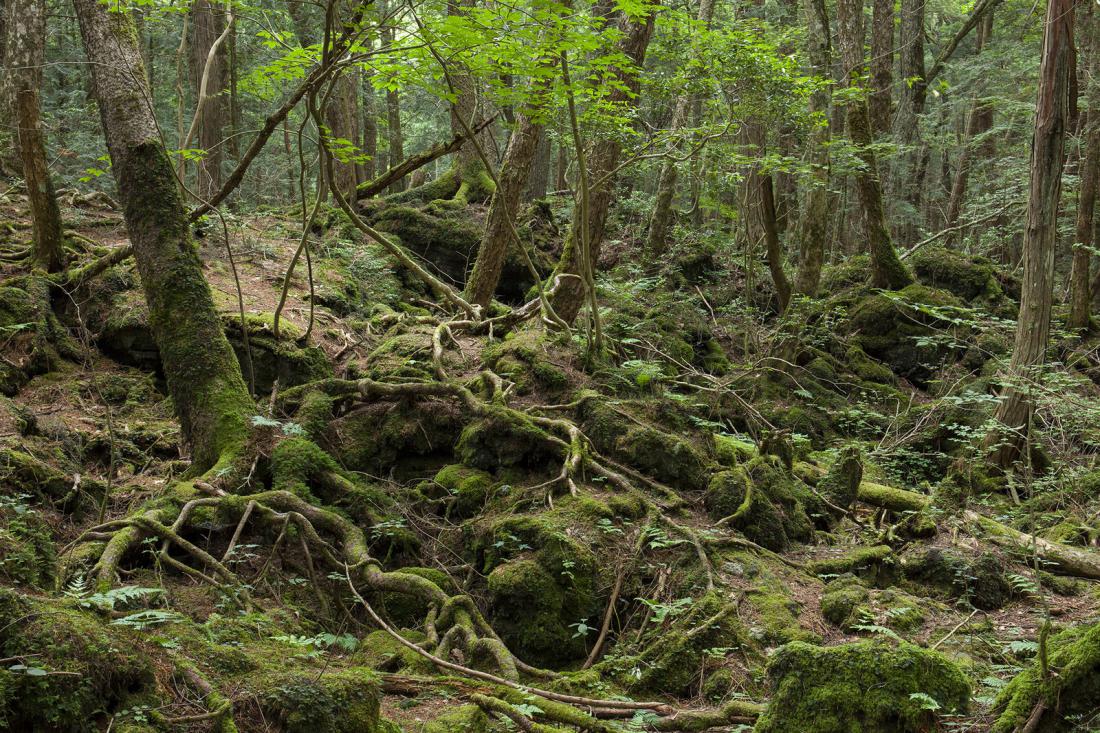 Лес аокигахара в японии