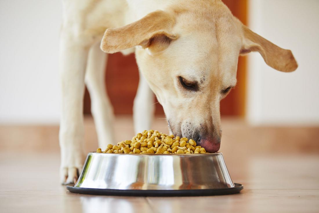 Питание собаки сухим кормом. Животные и еда. Корм для собак. Еда для животных. Собака кушает.