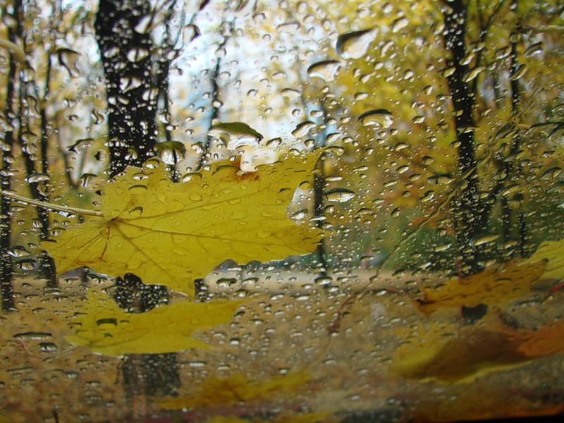На пороге дождь. Осенний дождь. Осень дождь. Осенний лист на стекле. Стекло лист.