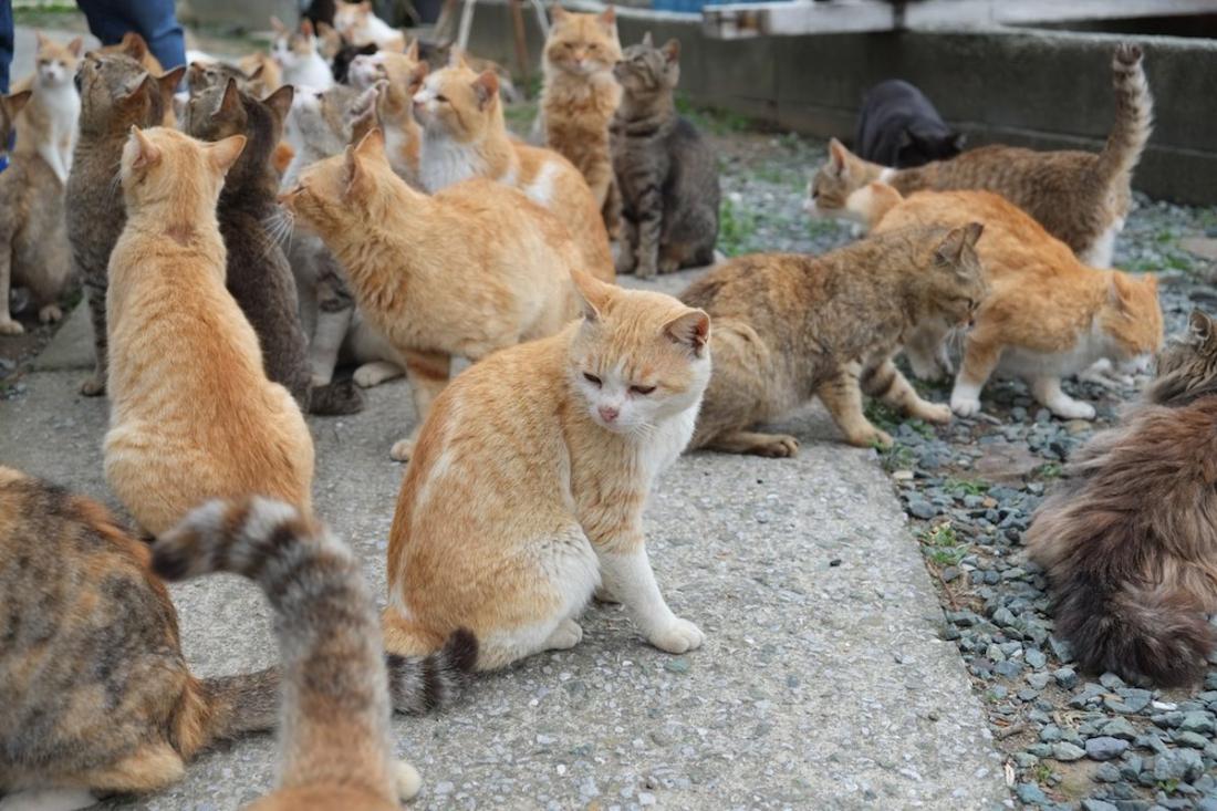 Остров кошек. Кошачий остров в Японии. Японский остров кошек. Аосима. Захват животных