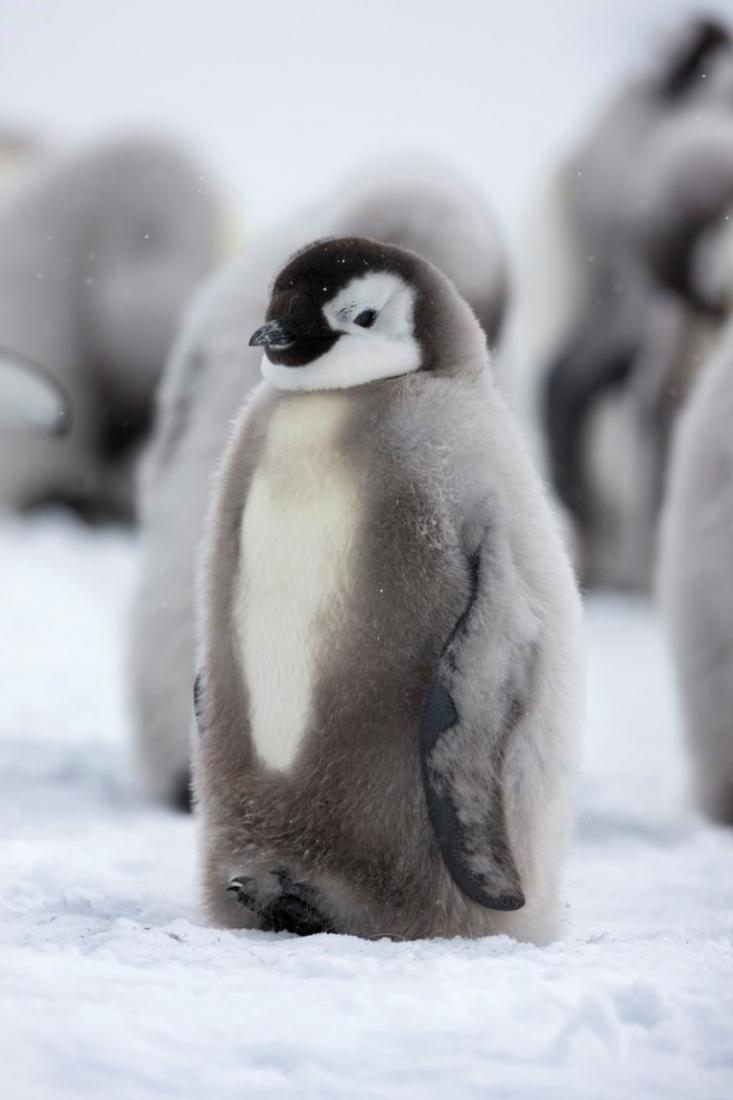 Невероятные пингвины.