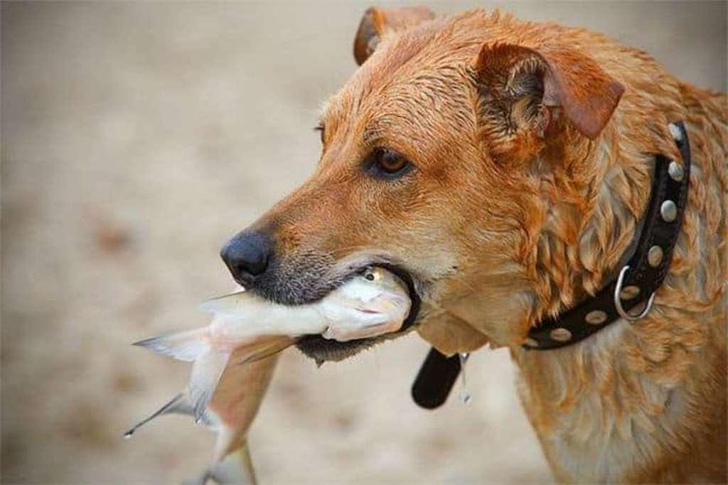 Собака съела рыбу
