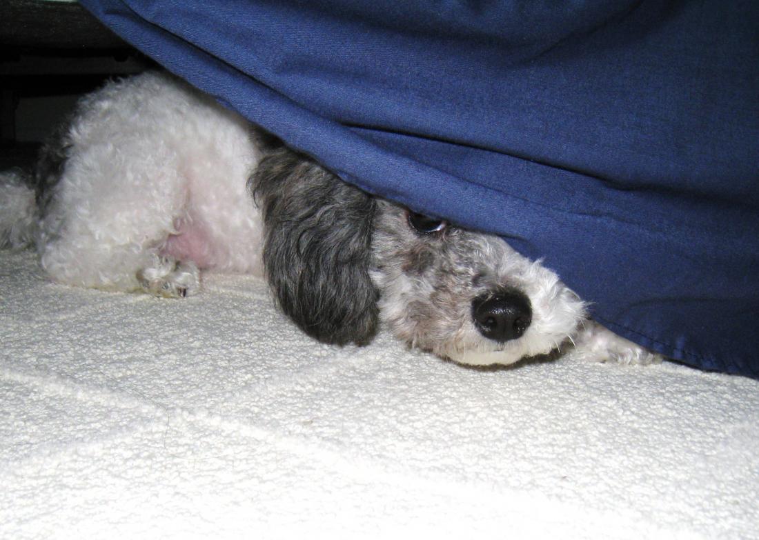 Почему собака прячет. Собака прячется. Собака пол кровать. Собака прячет нос. Собака под кроватью.