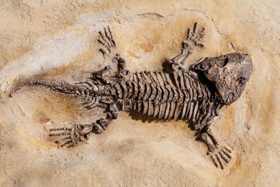 Останки доисторических животных. Доисторические окаменелости. Останки древних животных. Ископаемые останки динозавров.
