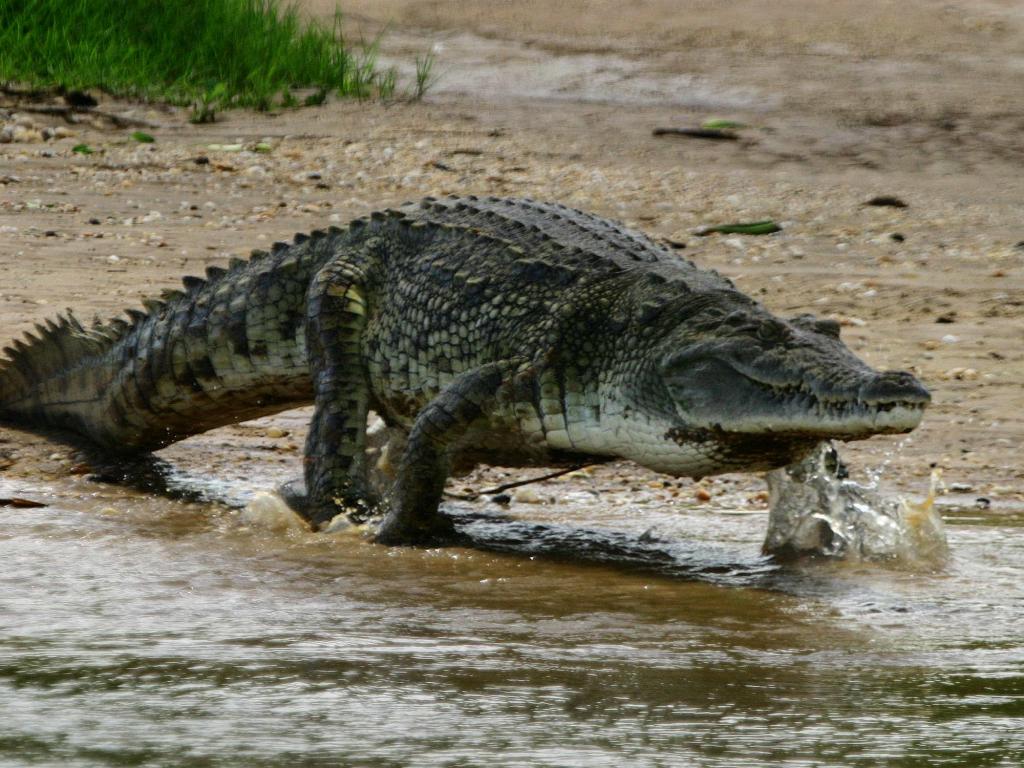 Крокодилы в соленой воде. Гребнистый крокодил. Нильский крокодил. Гребнистый крокодил в Австралии. Меконг крокодилы.