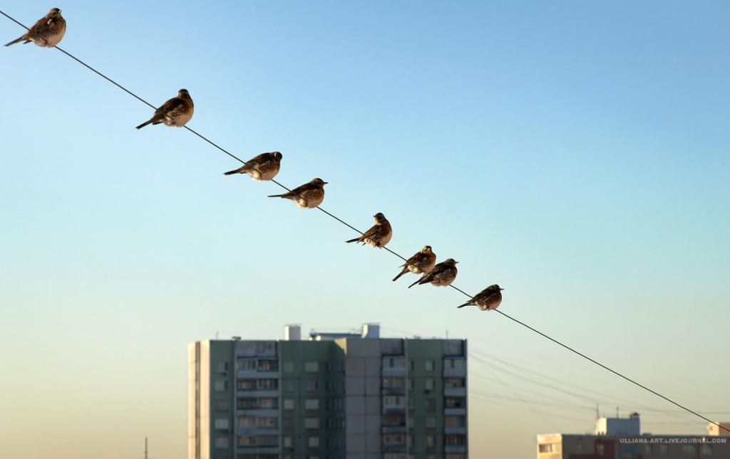 Почему птицы безопасно сидят на проводах