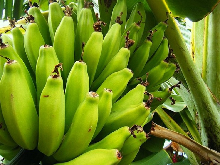 Можно есть зеленые бананы. Зеленые бананы. Зеленые бананы для здоровья. Бананы зеленые Сибирские. Мини бананы зеленые.
