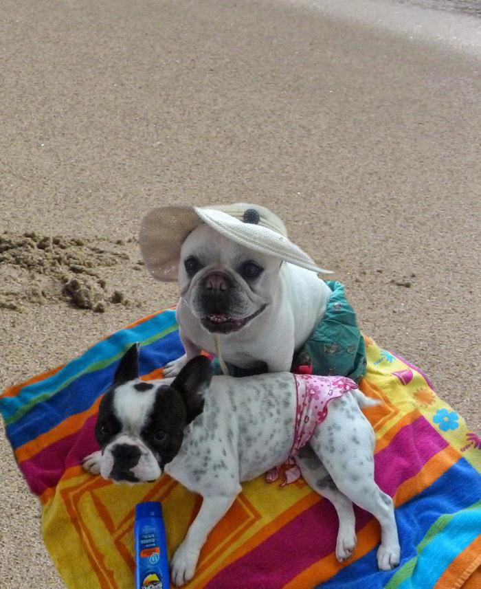 Насчет собак. Собака загорает. Загоревший пес. Собака загорает на пляже.