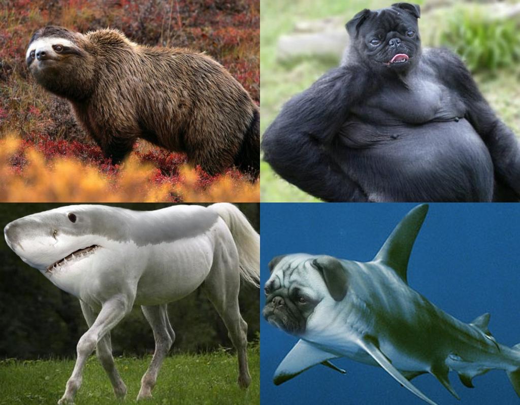 Существующие гибриды. Гибриды животных. Известные животные гибриды. Морские животные гибриды. Естественные гибриды животных.