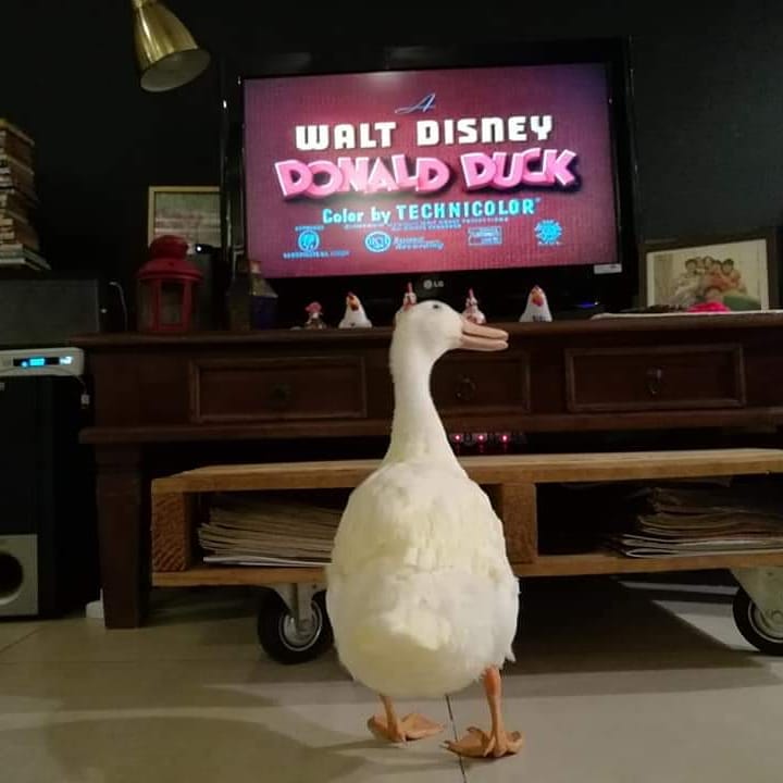 Duck better