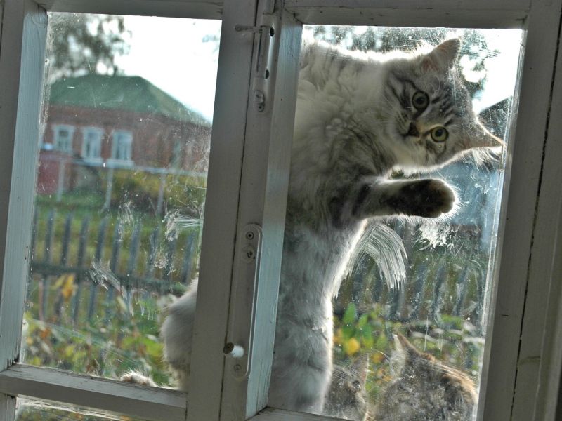 Кошка сама пришла. Кот заглядывает в окно. Кот на окне. Кот за окном. RJN D jjryt.