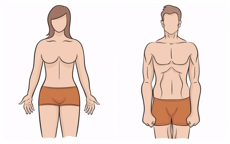 У мужчин мезоморфная форма тела характеризуется широкими плечами и узкими б...