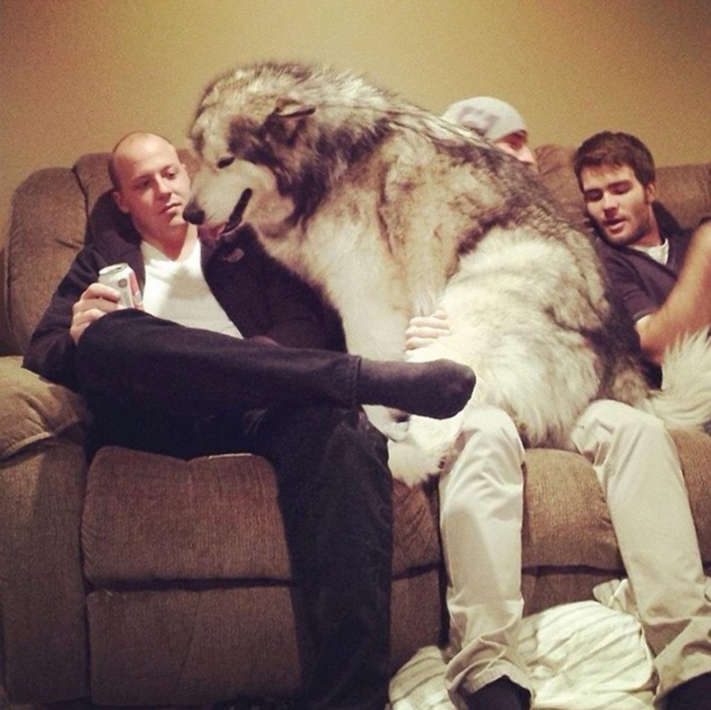 Большая собака на диване