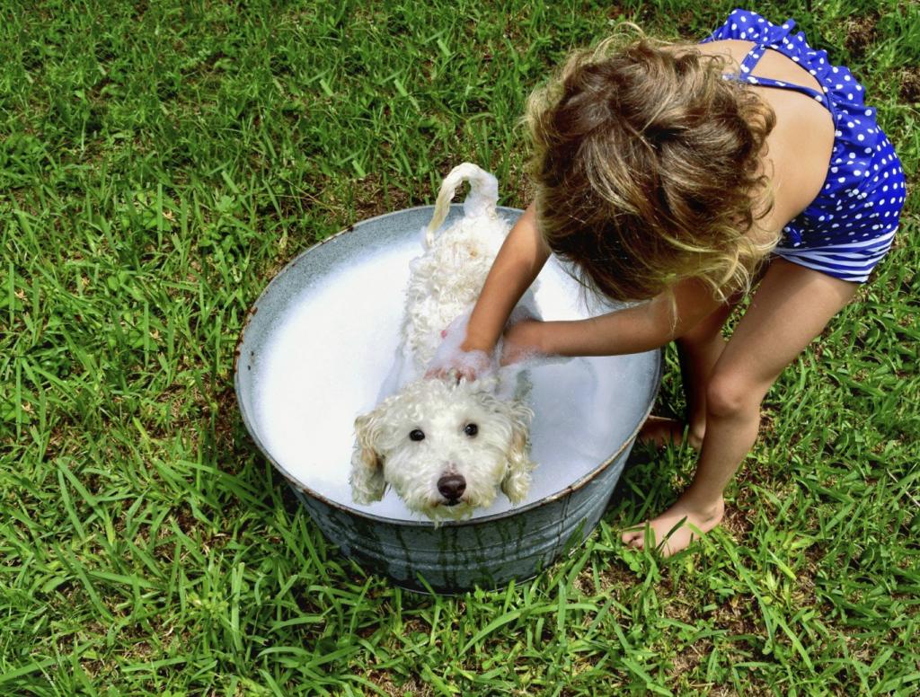 Мыло пудель. Купание пуделя. Девочка купает собаку. Пудели купаются в ванне. Мытьё щенка пуделя.