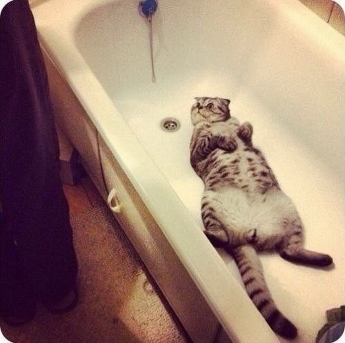 Котик в ванне. Котик в ванной. Кошка Ван. Кот в ванне. Кошечка в ванной.