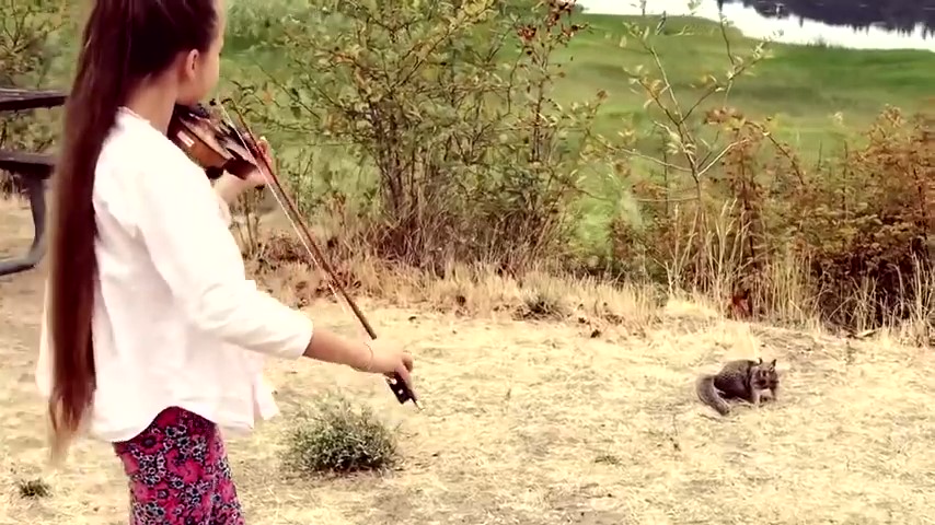 Белков песни слушать. Белка играет на скрипке. Музыкальная белка.