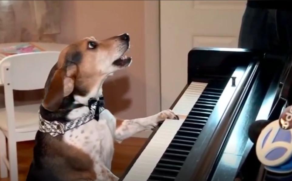 Включи видео я пою. Собака поет. Собака на пианино. Собака роет. Собака с микрофоном.