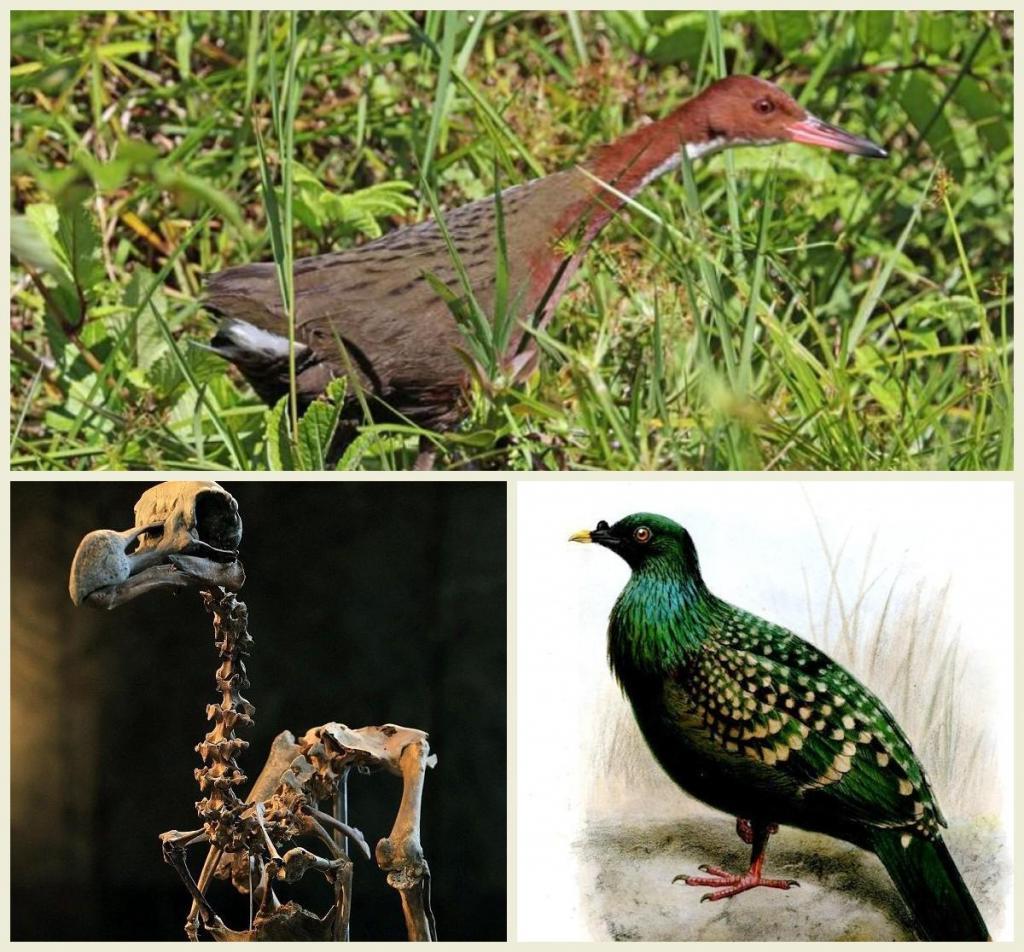 Виды птиц на грани вымирания