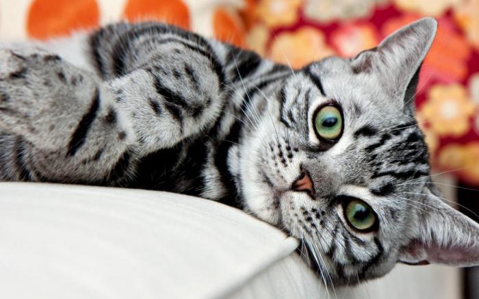 Порода кошек у которых необычные хвосты thumbnail