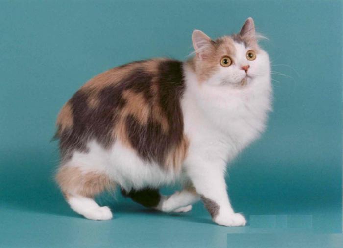 Фото необычные кошки в мире фото и породы thumbnail