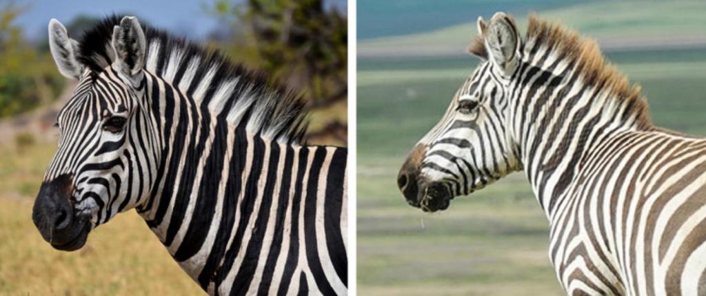 Почему у зебры не бывает стресса. Защитная окраска зебры. Окрашивание полоска Зебра. Тип защитной окраски зебры. Смайлик полосатая Зебра.