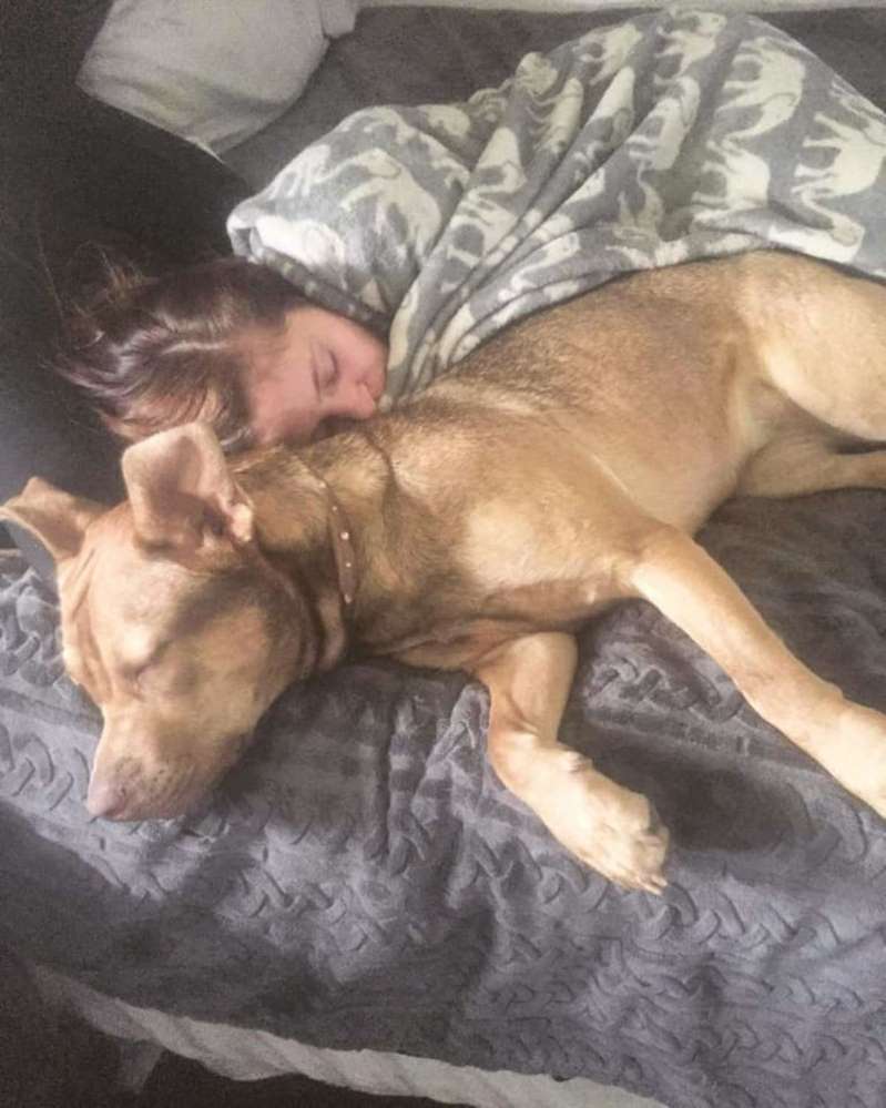 Почему собаки спят на кровати. Кровать для собаки. Собака в кровати с хозяином.