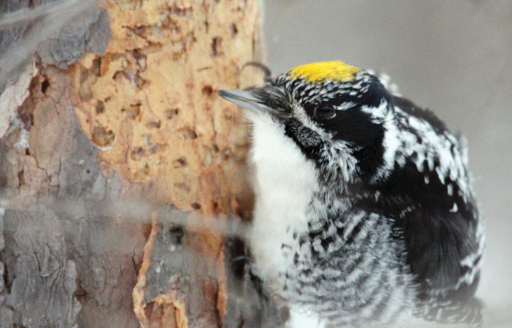 three-fingered woodpecker