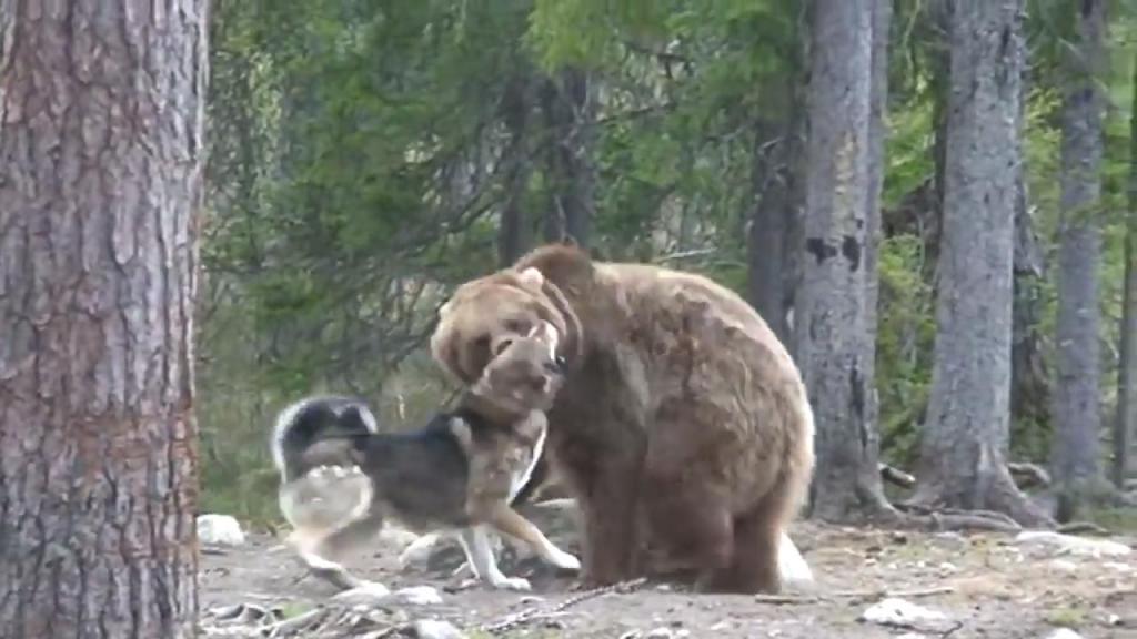 Видео собака привела медведей. Сибирская лайка против медведя. Собаки нападают на медведя.