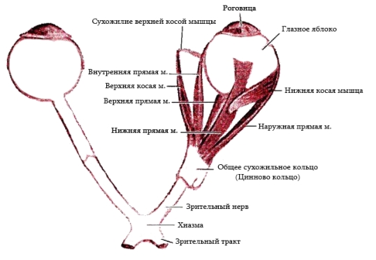 Схема мышц глаза