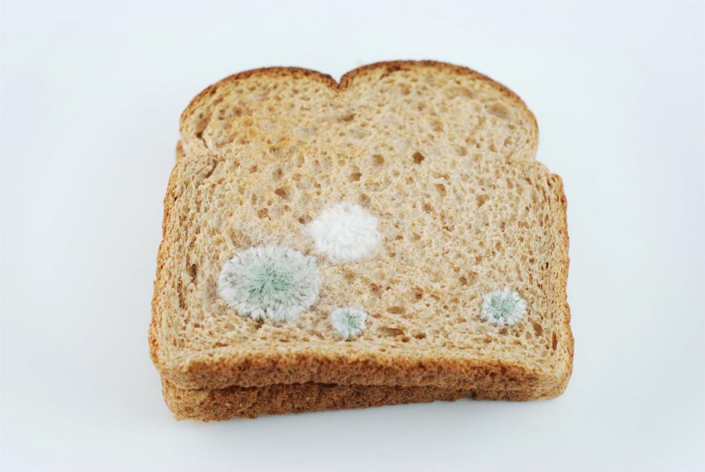 Mold on food