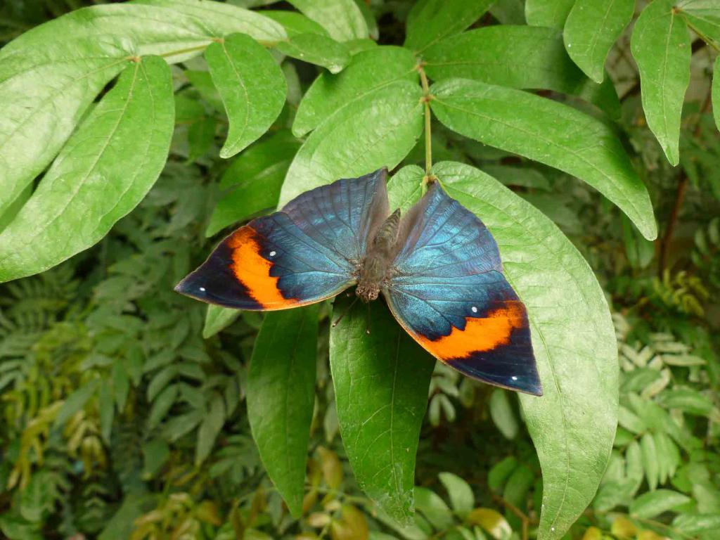 Butterfly House