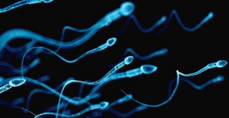 Движение сперматозоидов