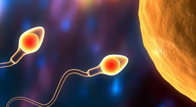 Два сперматозоида