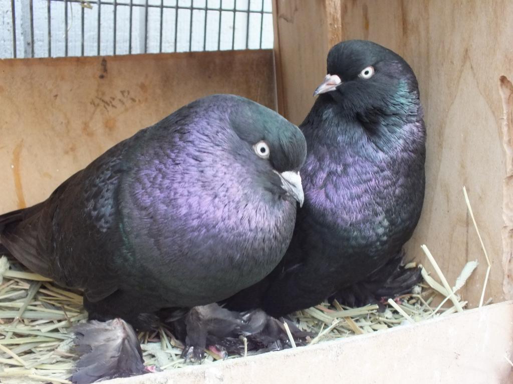 Два голубя в гнезде