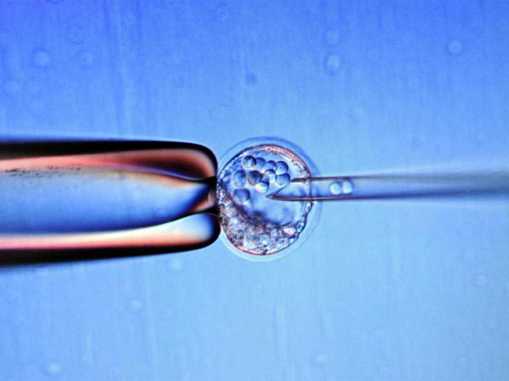 Эмбрион в искусственных условиях