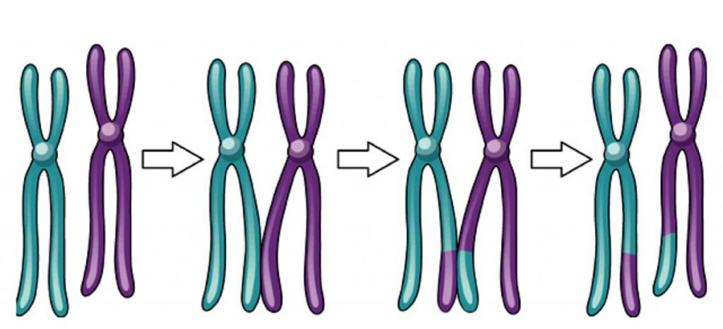 Гомологичные хромосомы рисунок