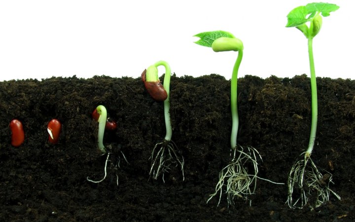 Как прорастает семя