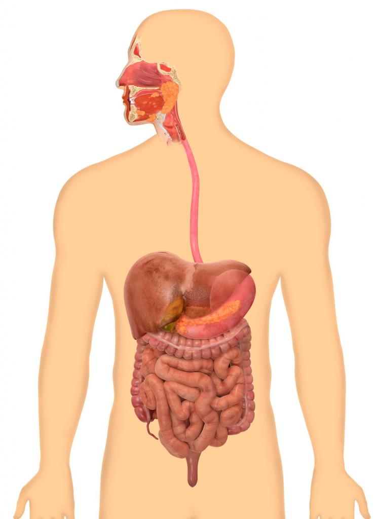 Human digestive tract