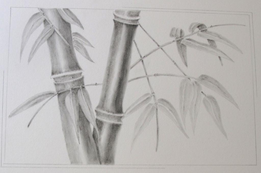 Бамбук карандашом